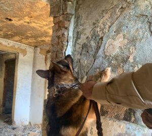 Cão Yachi durante apreensão de drogas