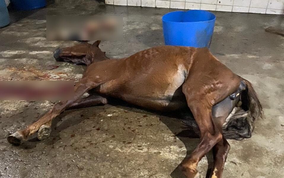 Polícia encontra abatedouro de cavalo, carne era vendida