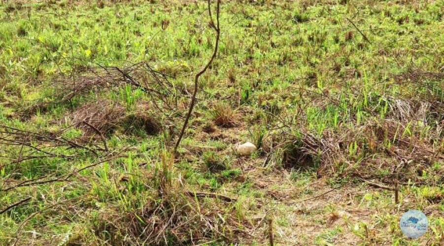 Crânio humano é localizado na zona rural