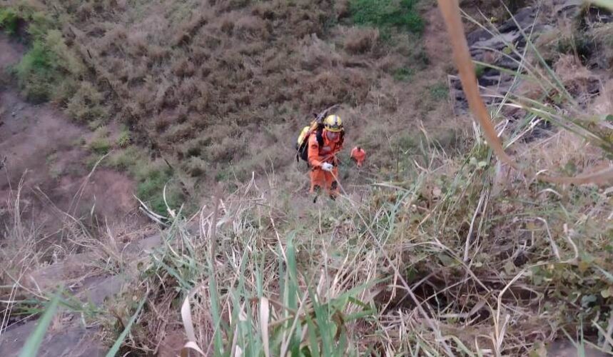 Bombeiros resgatam cadela presa em penhasco