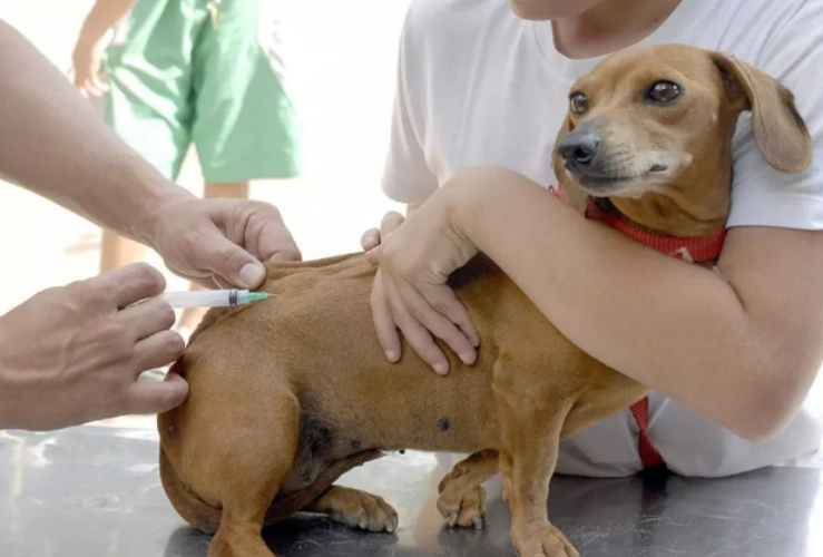 Mutirão de vacinação contra raiva para cães e gatos