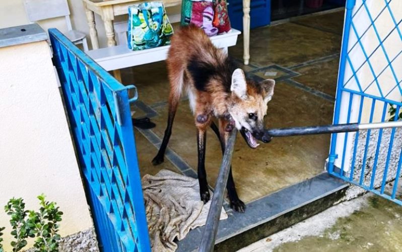 Lobo-guará é encontrado dentro de casa