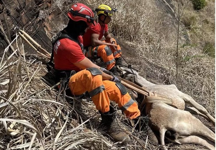 Bombeiros resgatam bezerra em uma pedreira