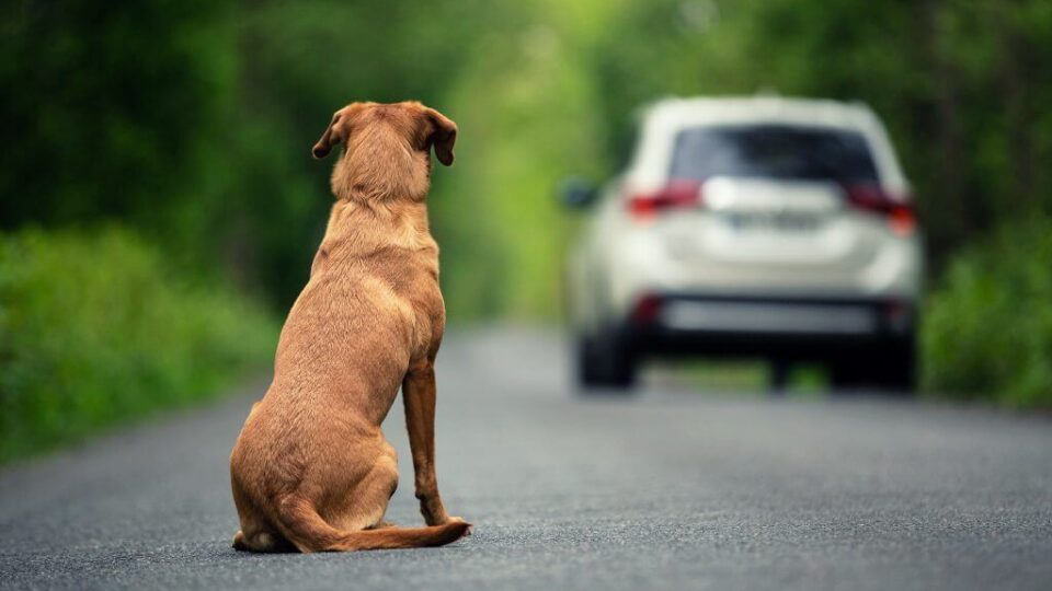 Abandono de animais: CNH pode ser suspensa